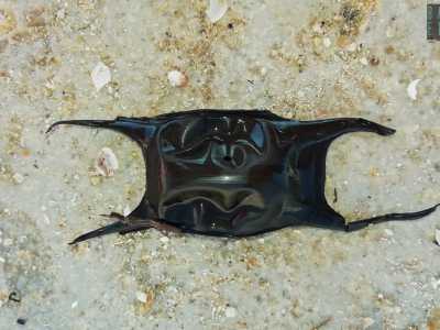 Le meraviglie che il mare porta sulle spiagge